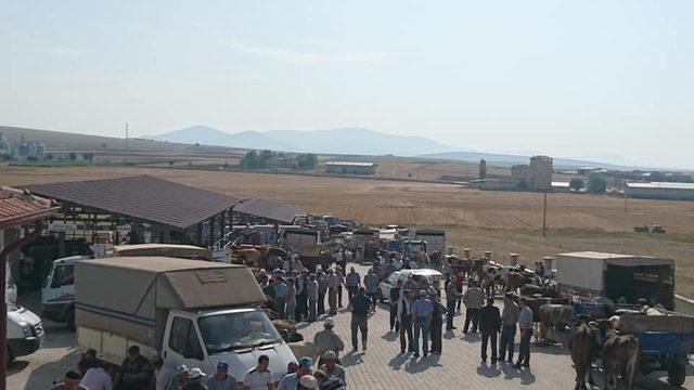 Aslanapa Belediyesi Canlı Hayvan Pazarı ve Borsası 13 Ağustos’a kadar her gün açık