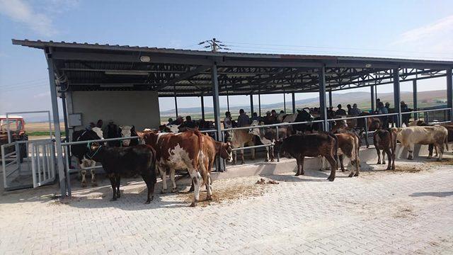 Aslanapa Belediyesi Canlı Hayvan Pazarı ve Borsası 13 Ağustos’a kadar her gün açık