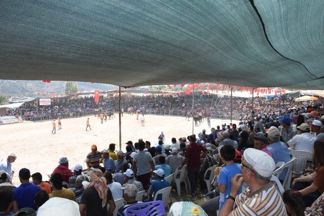 23. geleneksel Çamköy boğa güreşleri nefes kesti