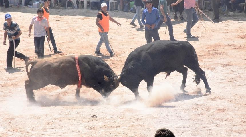 23. geleneksel Çamköy boğa güreşleri nefes kesti