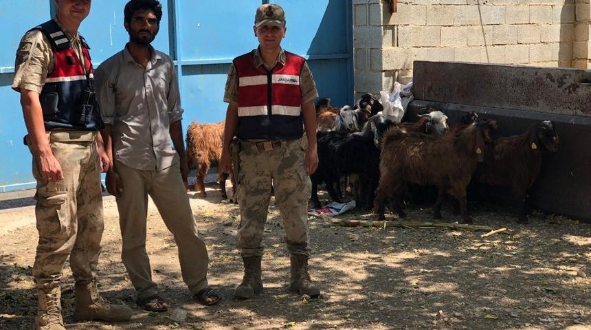 Kaybolan koyunları jandarma buldu