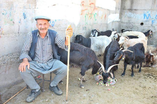 Diyarbakır'da kurbanlıklara bakan çok, alan az