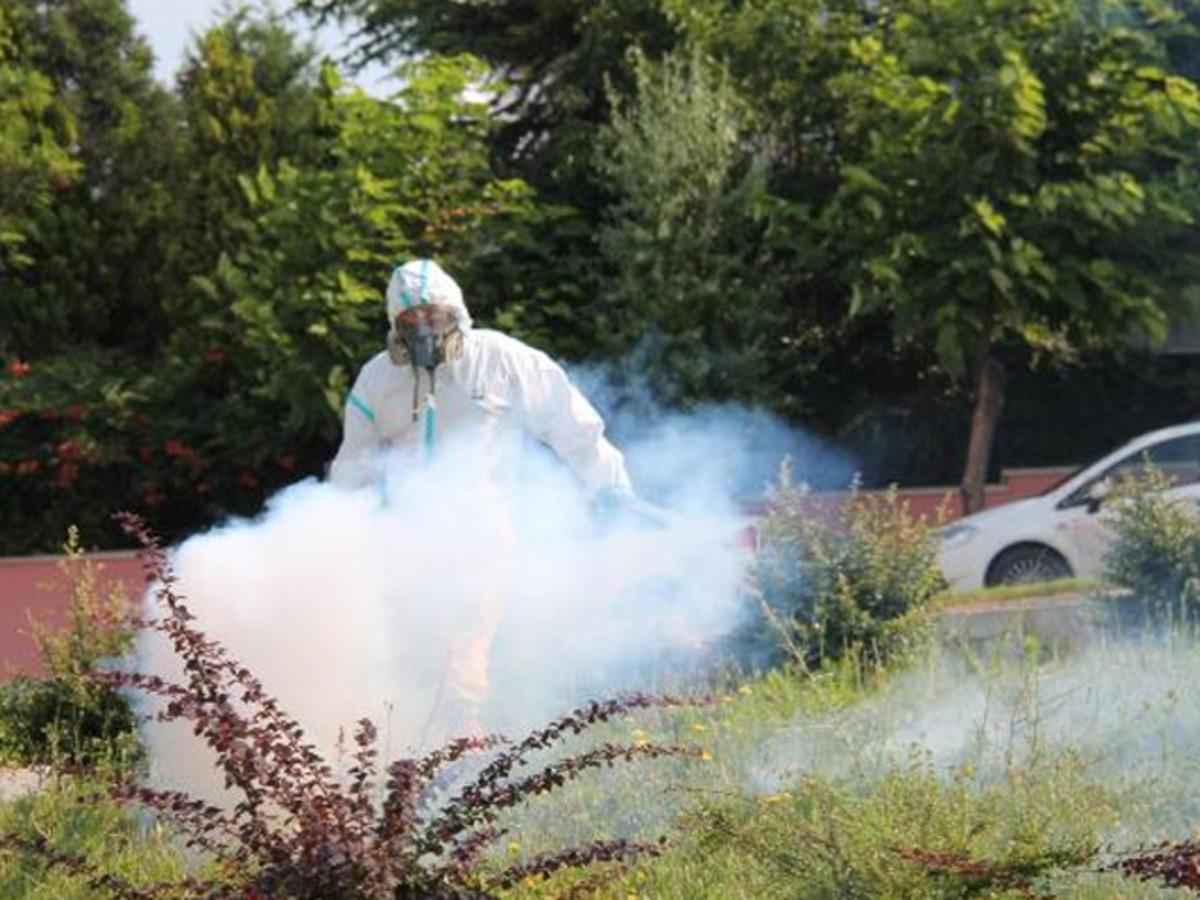 Edirne'de sinek istilası! 