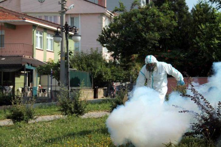 Edirne'de sinek istilası!  G1