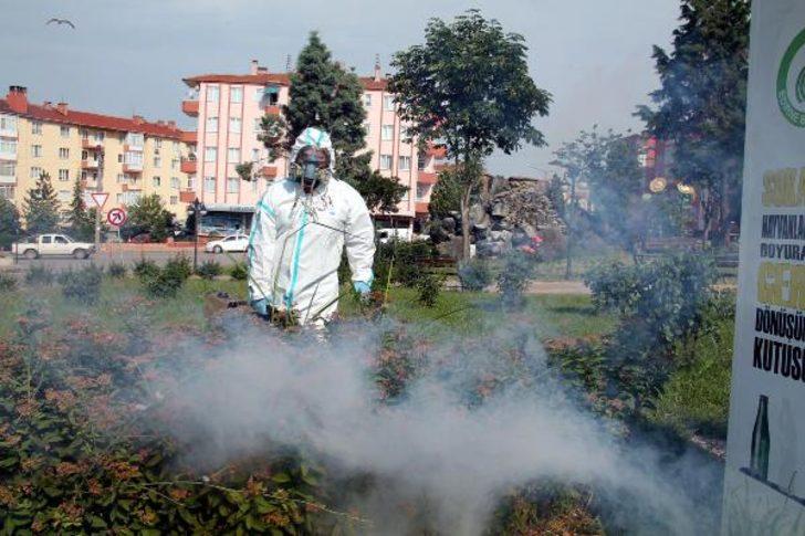 Edirne'de sinek istilası!  G2