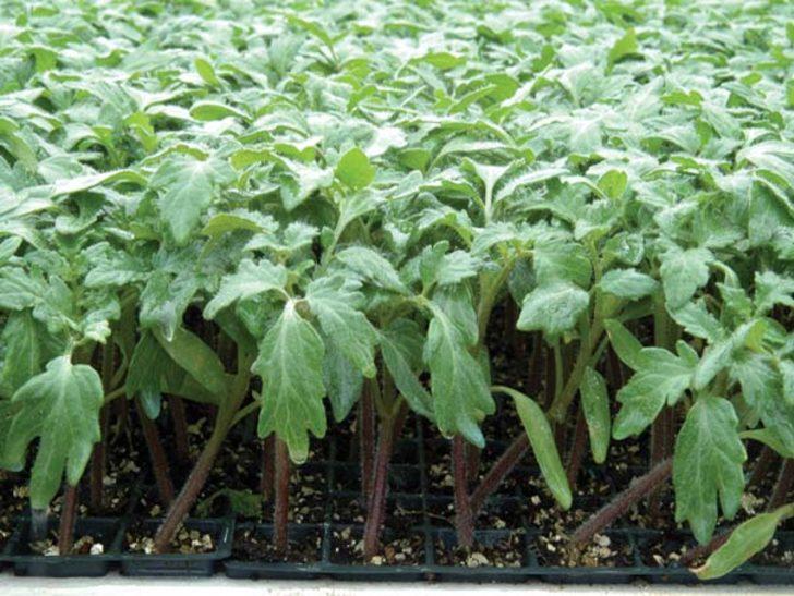 41 ülke sıraya girdi! Maldivlere bile gönderiliyor G4