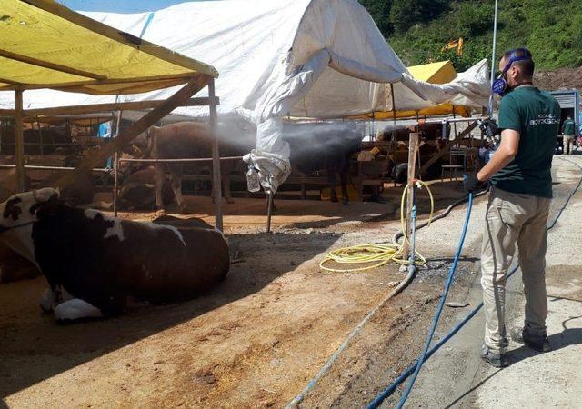 Kocaeli’de kurban satış yerleri ilaçlanıyor