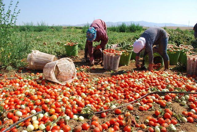 İzmir'de zam şampiyonu domates oldu