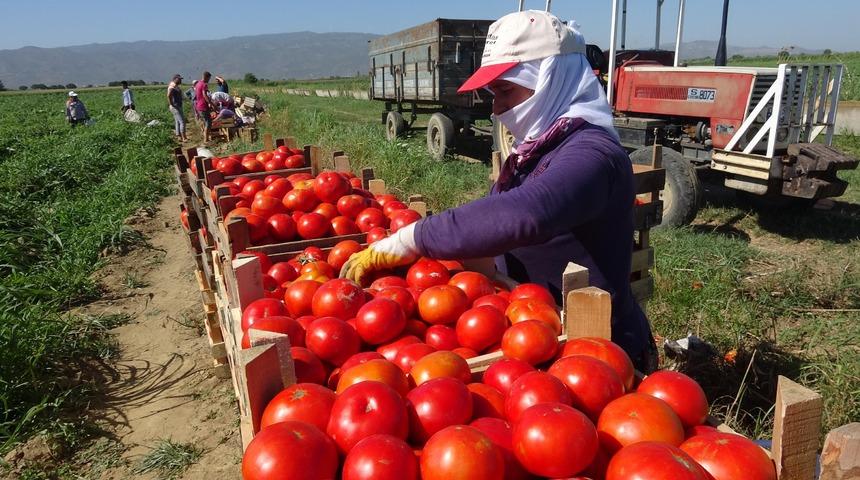 İzmir'de zam şampiyonu domates oldu