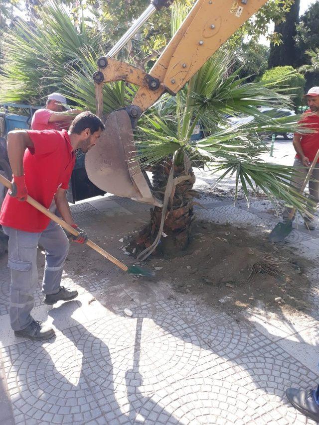 15 Temmuz Demokrasi Şehitleri Alanına palmiyeler dikildi