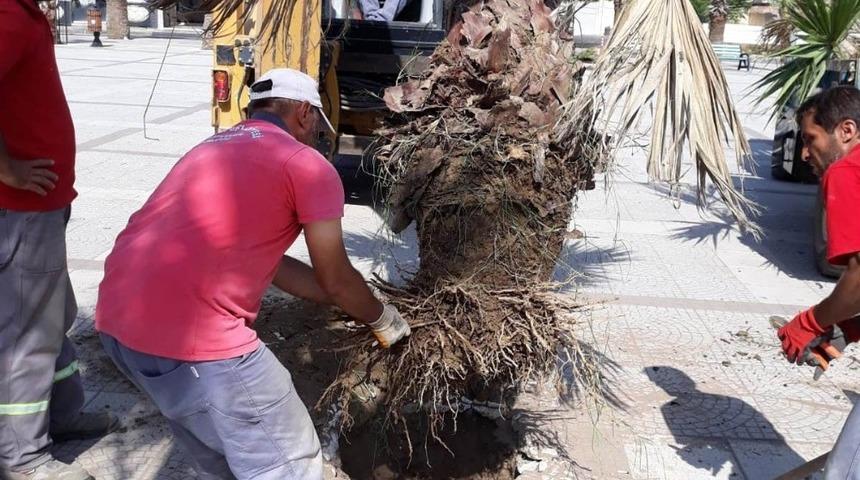 15 Temmuz Demokrasi Şehitleri Alanına palmiyeler dikildi