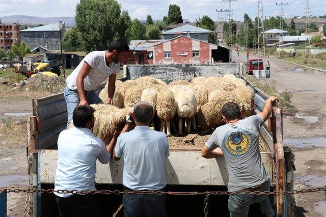 Kars’ta, genç çiftçi hayvan dağıtımları devam ediyor