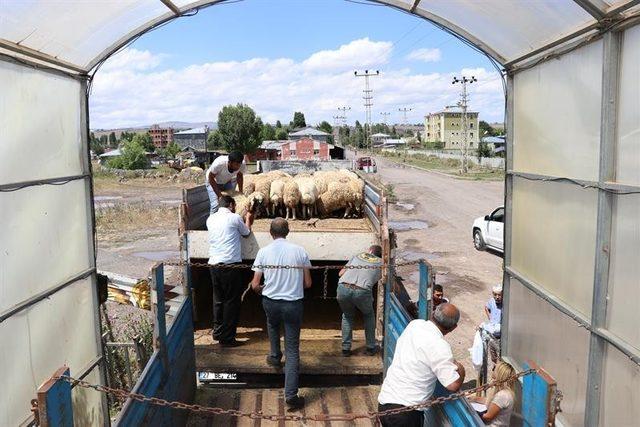 Kars’ta, genç çiftçi hayvan dağıtımları devam ediyor