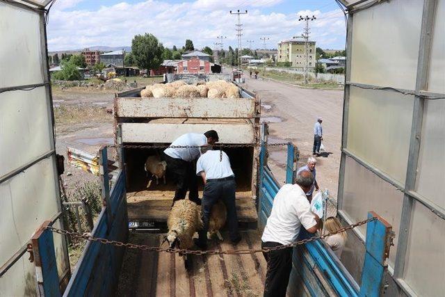 Kars’ta, genç çiftçi hayvan dağıtımları devam ediyor