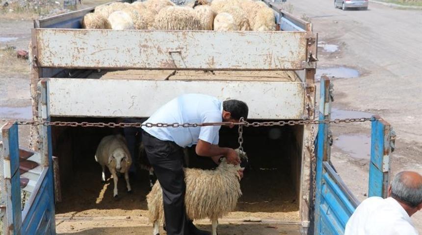 Kars&rsquo;ta, gen&ccedil; &ccedil;ift&ccedil;i hayvan dağıtımları devam ediyor