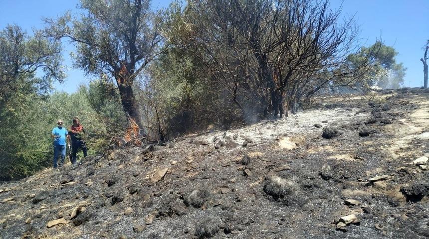 Milas&rsquo;ta zeytinlik yangını