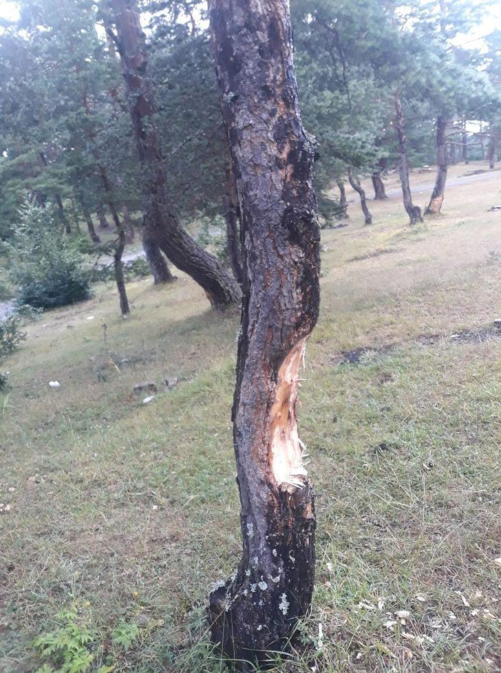 Pikniğe giden vatandaşlar şoke oldu! 'Bunlar insan mı acaba?' G2