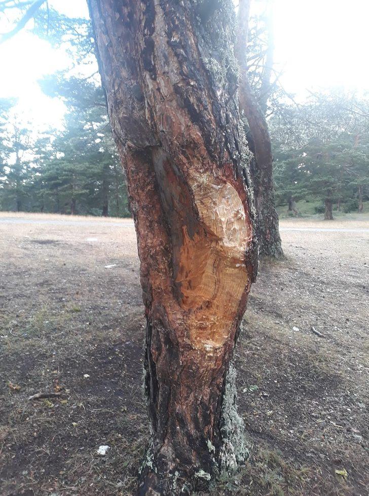 Pikniğe giden vatandaşlar şoke oldu! 'Bunlar insan mı acaba?' G3