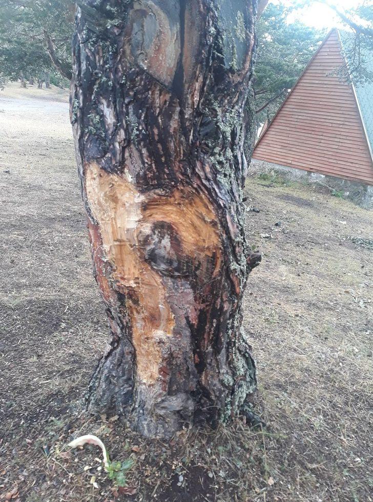 Pikniğe giden vatandaşlar şoke oldu! 'Bunlar insan mı acaba?' G4