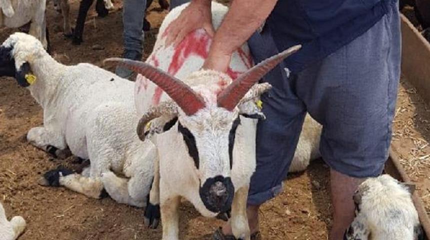 4 boynuzlu ko&ccedil; g&ouml;renlerin ilgisini &ccedil;ekiyor