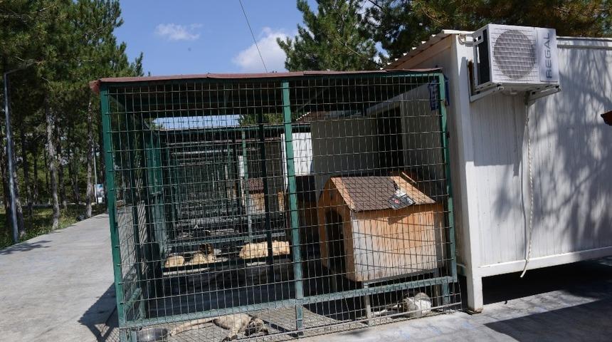 &Ccedil;orum&rsquo;da sokak hayvanları klimalı konteynırlarda serinliyor