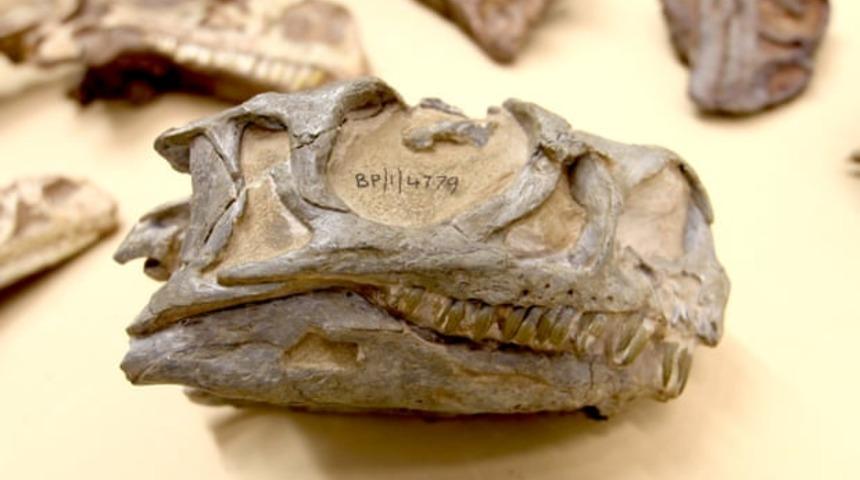 O fosilin yeni bir t&uuml;re ait olduğu ortaya &ccedil;ıktı!