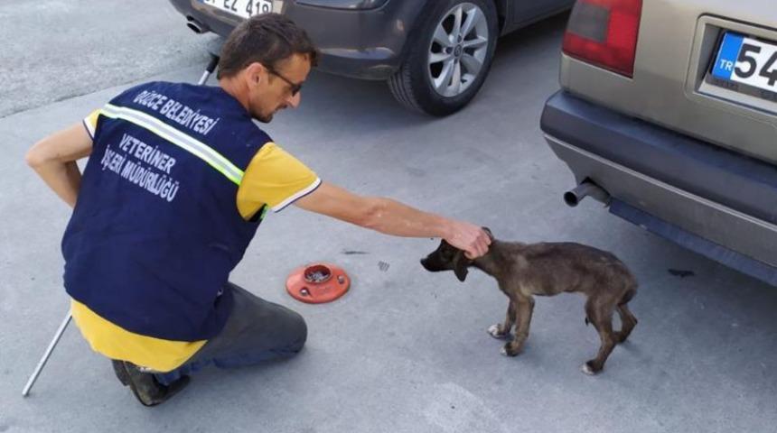 Vatandaşların şikayet ettiği 870 k&ouml;pek şehir merkezinden toplandı