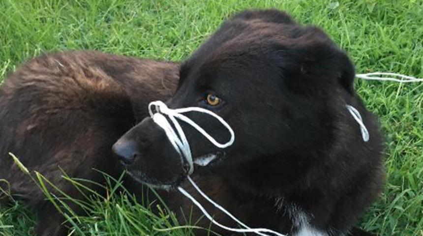 K&ouml;peğin ayağını ve ağzını bağlayıp, &ouml;l&uuml;me terk ettiler