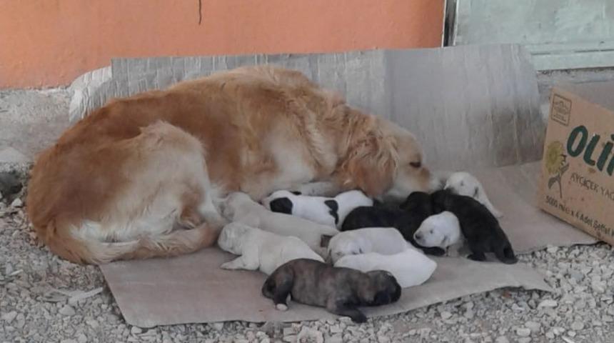 T&uuml;m ilgiyi &uuml;zerilerine topladılar! Sevimli k&ouml;pek onuz doğurdu