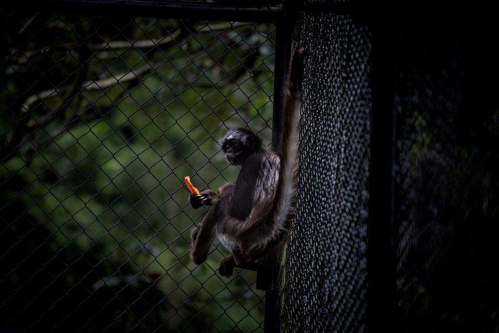 Kaçakçılıktan kurtarılan hayvanlara San Antonio kenti ev sahipliği yapıyor G4
