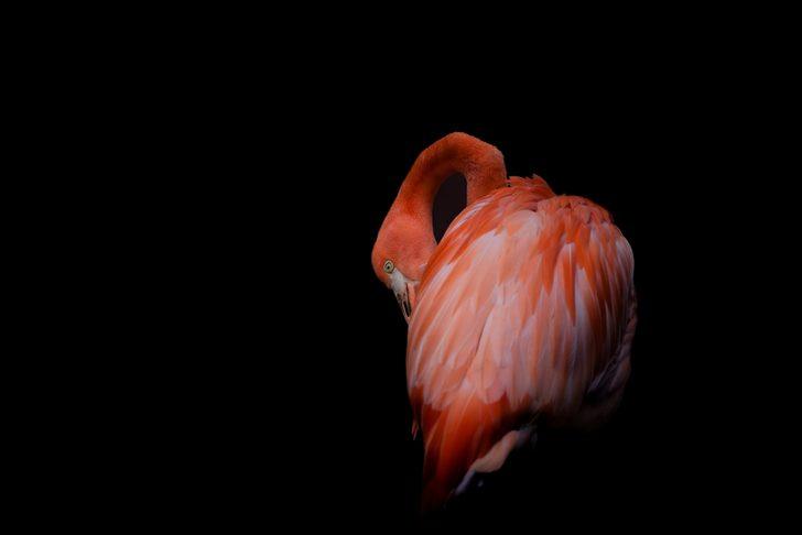 Kaçakçılıktan kurtarılan hayvanlara San Antonio kenti ev sahipliği yapıyor G5