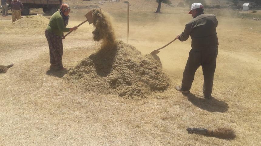 Alternatİf &uuml;r&uuml;n mercimek hasadı başladı