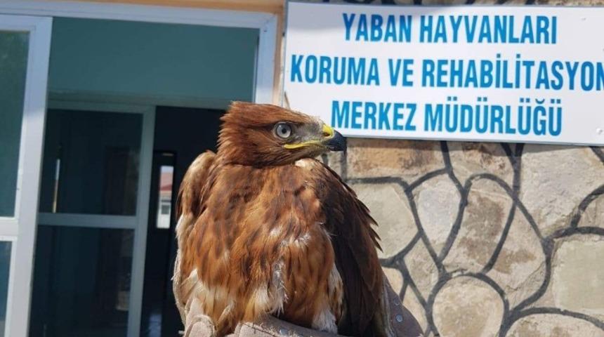 Yaralı Kızıl Şahin tedavi altına alındı