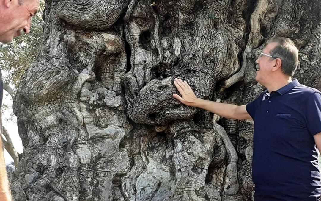 Kuşadası&rsquo;nın anıtsal ağa&ccedil;ları i&ccedil;in tescil &ccedil;alışmaları başlatıldı