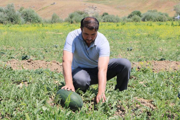 İş bulamayınca karpuz yetiştirdi