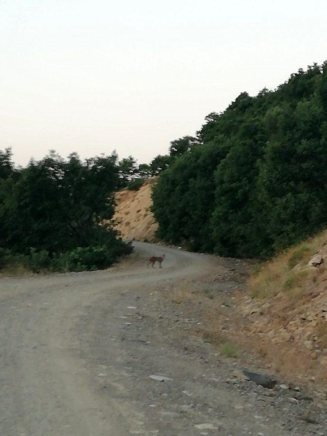 Pülümür’de koruma altındaki vaşak fotoğraflandı