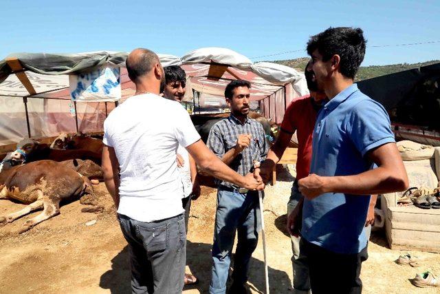 Bayraklı’da Kurban Bayramı hazırlıkları tamam