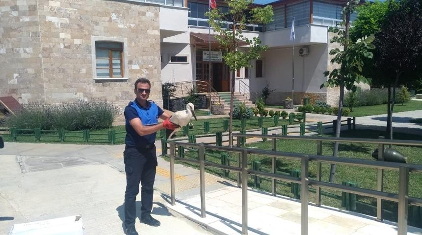 Yaralı leylek koruma altına alındı