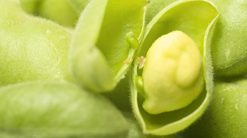 Her g&uuml;n bir bardak nohut yediğinizde v&uuml;cudunuzda oluşacak 10 değişiklik