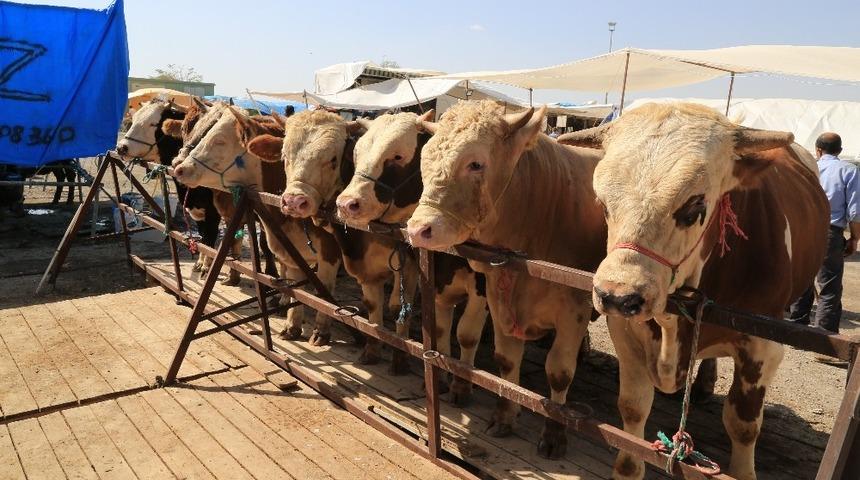 Melikgazi’de Kurban Satış Yerleri Hazır