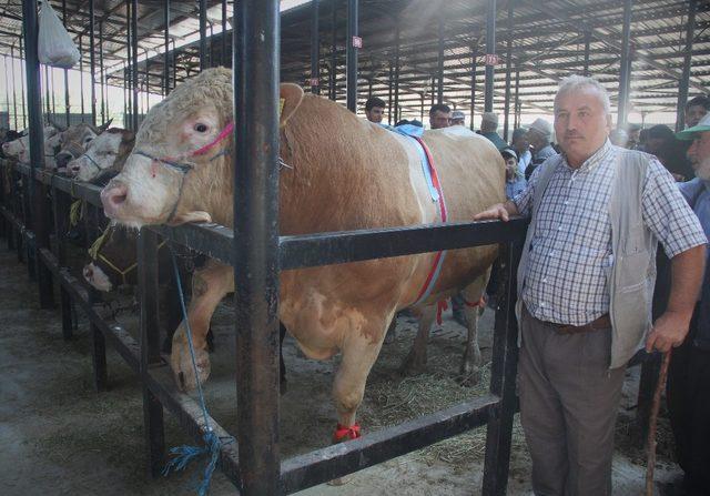 Bir ton 400 kiloluk kurbanlık ilgi görüyor