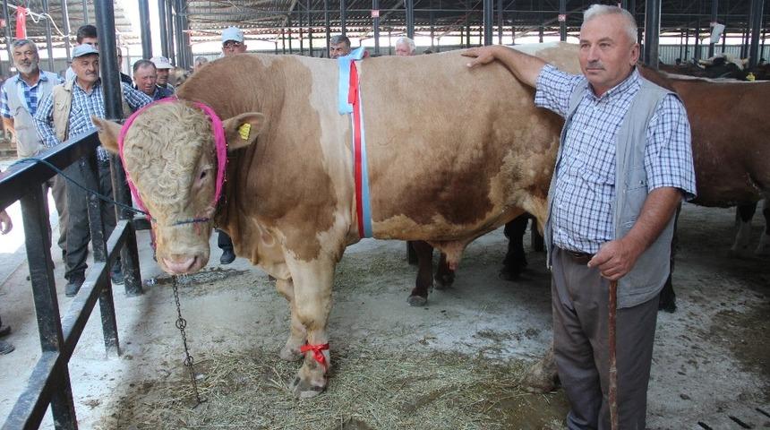 Bir ton 400 kiloluk kurbanlık ilgi görüyor