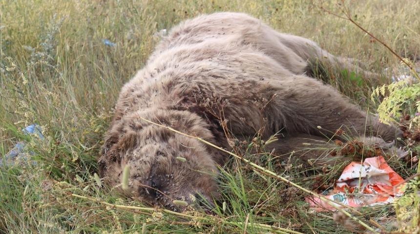 Ardahan'da t&uuml;fekle vurulmuş bozayı bulundu