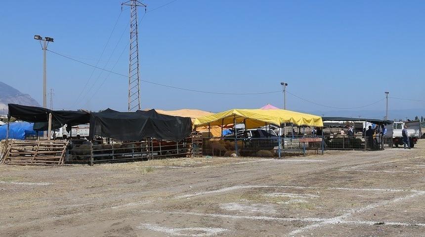 Turgutlu Hayvan Pazarında kotralar satışta