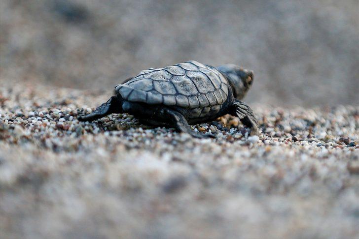 Bu sahile hava karardıktan sonra kimse giremiyor G5