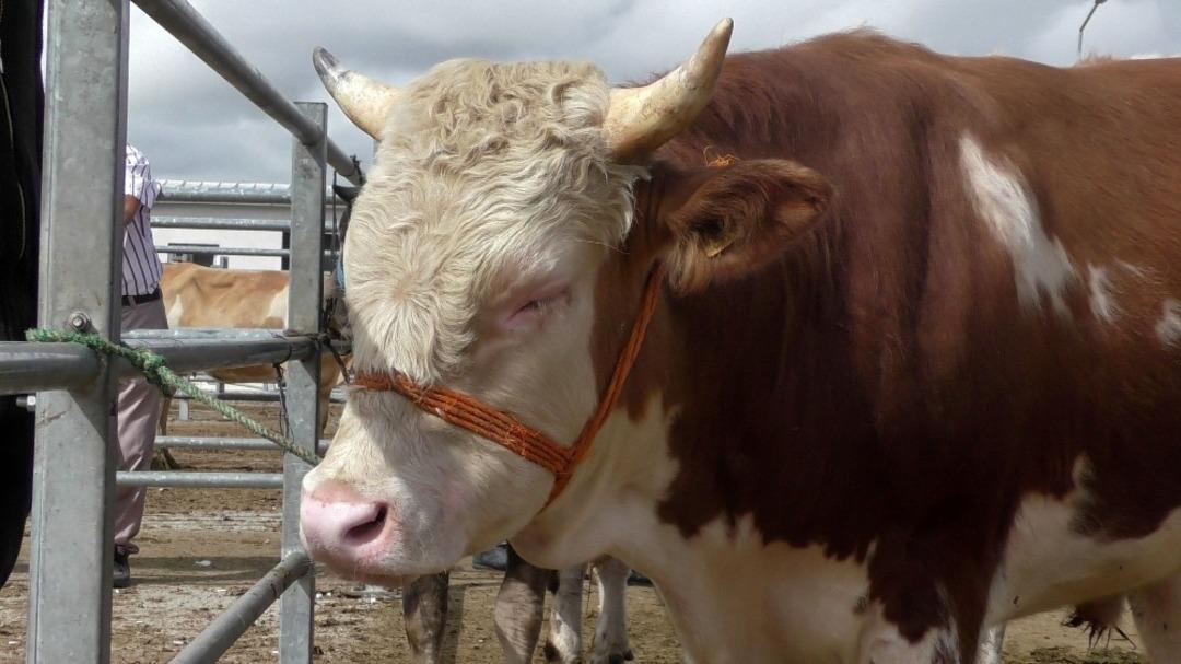 Hayvan Pazarında Bayram &ouml;ncesi durgunluk hakim