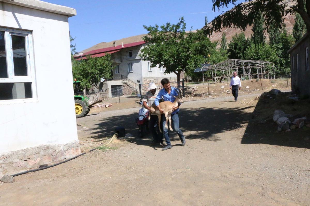 Dağda buldukları hasta dağ ke&ccedil;isini kilometrelerce sırtlarında taşıdılar