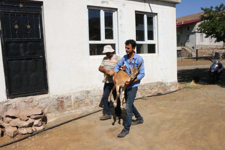 Dağda buldukları hasta dağ keçisini kilometrelerce sırtlarında taşıdılar G5