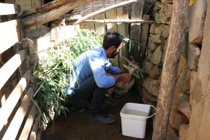 Dağda buldukları hasta dağ keçisini kilometrelerce sırtlarında taşıdılar G4