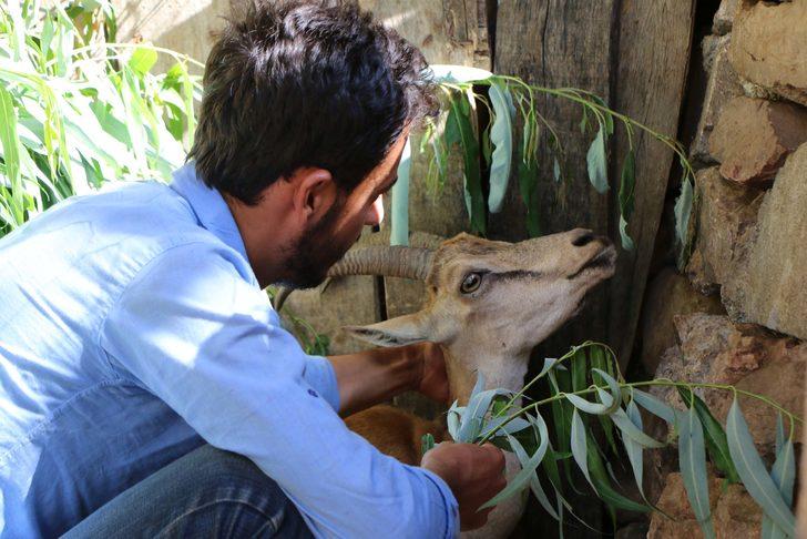 Dağda buldukları hasta dağ keçisini kilometrelerce sırtlarında taşıdılar G2